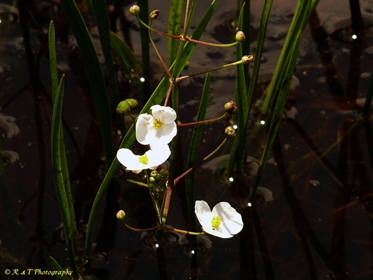 {Sagittaria isoetiformis}